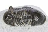 Bargain, Paralejurus Trilobite Fossil - Ofaten, Morocco #341189-2